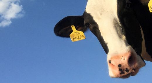 Agriculture & Feed Banner